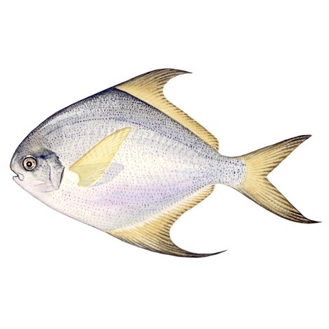 pampus argenteus