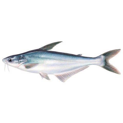pangasius hypopthalmus