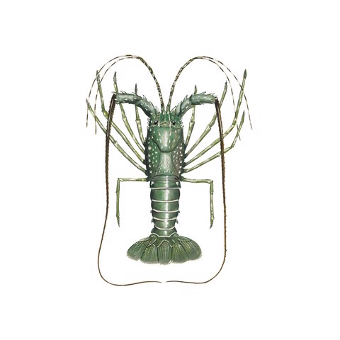 Panulirus polyphagus