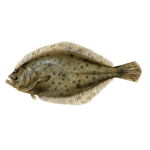 paralichthys dentatus