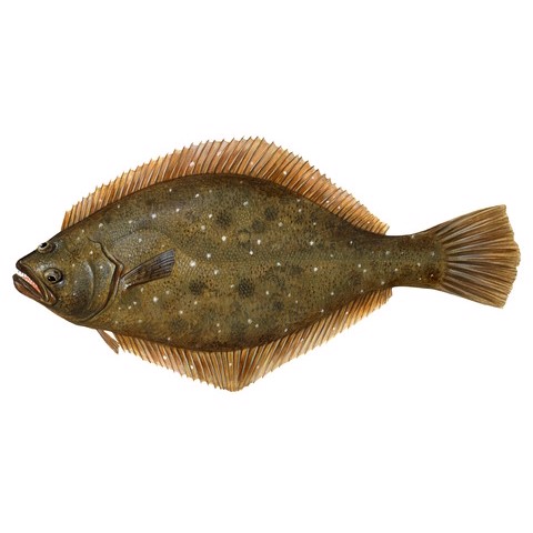 paralichthys olivaceus