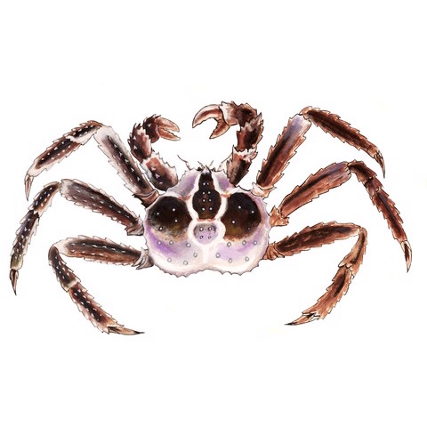 Paralithodes camtschatica 1