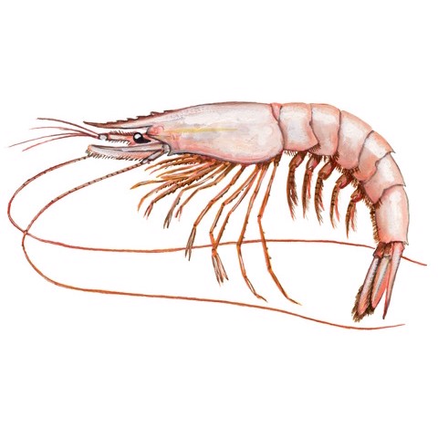 Parapenaeus longirostris