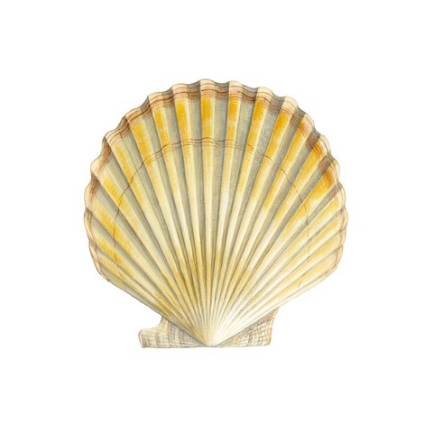 Patinopecten caurinus