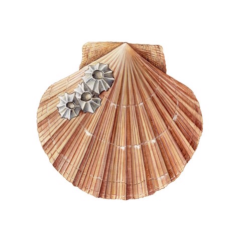 Pecten jacobaeus