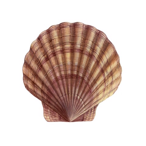 Pecten yessoensis