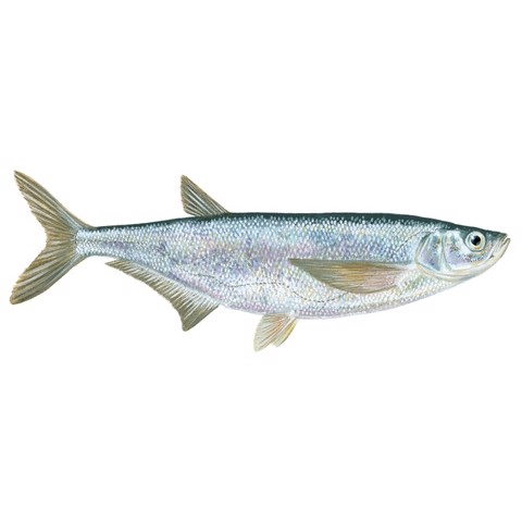 Pelecus cultratus