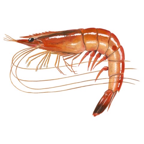 Penaeus brasiliensis