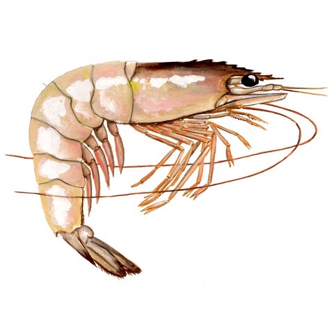 Penaeus chinensis