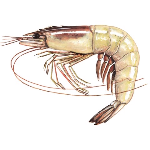 Penaeus indicus