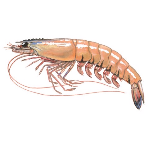 Penaeus latisulcatus