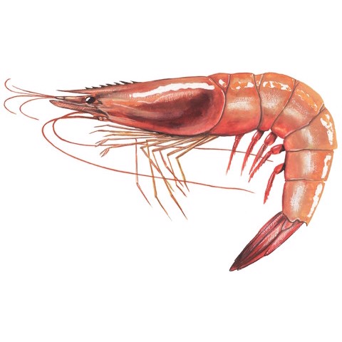 Penaeus notialis