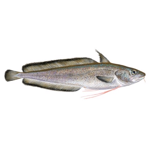 Phycis blennoides
