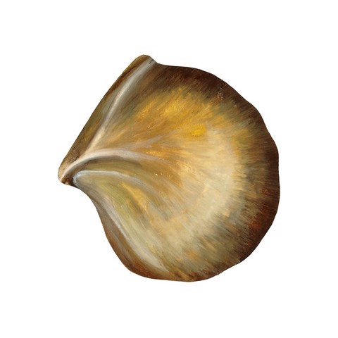 Pinctada maxima