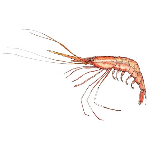 Plesiopenaeus edwardsianus 1