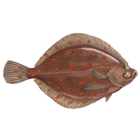 Pleuronectes platessa 2