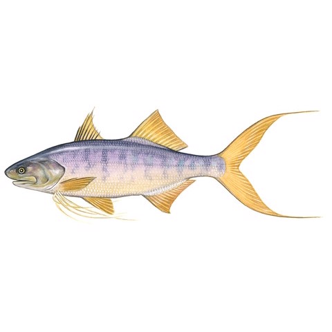 Polydactylus indicus