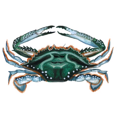Portunus trituberculatus