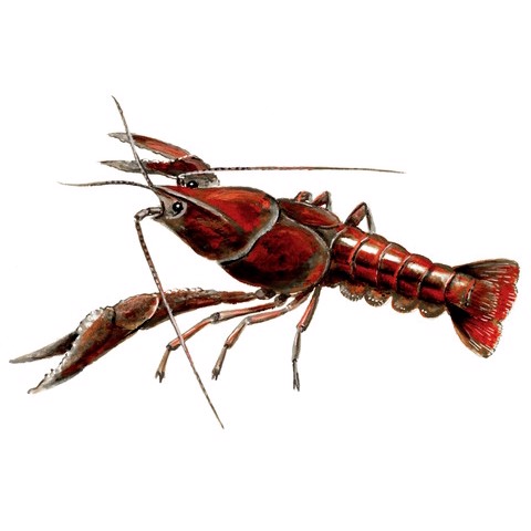 Procambarus clarckii