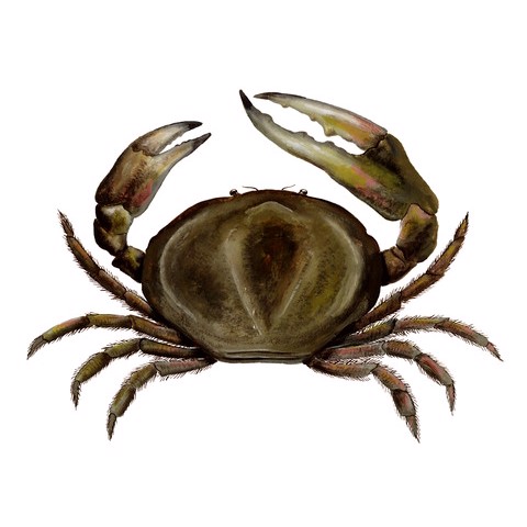 Pseudocarcinus gigas