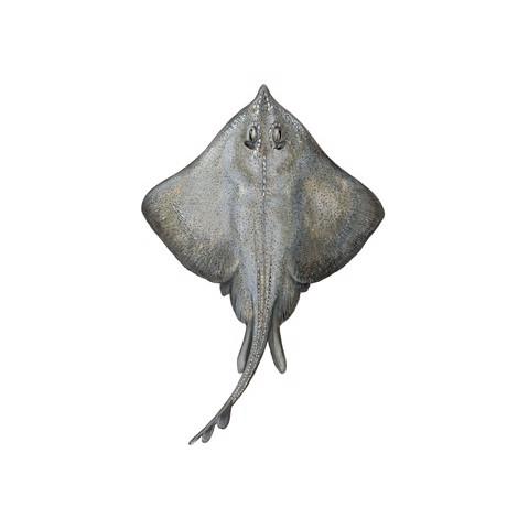 Raja fullonica