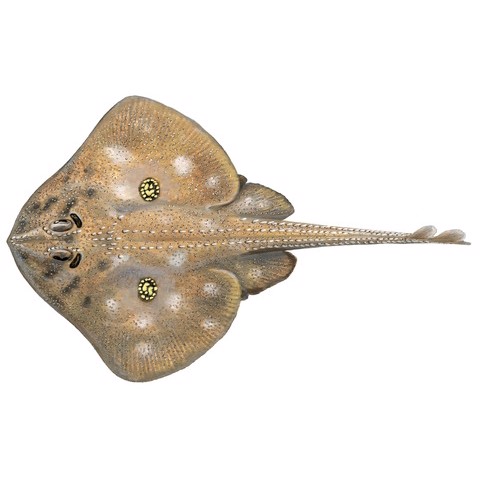 Raja naevus