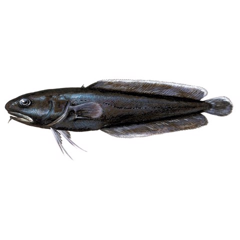 Raniceps raninus