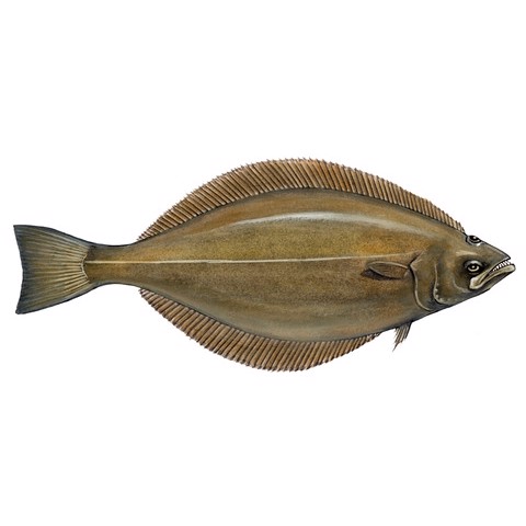 Reinhardtius hippoglossoides 2