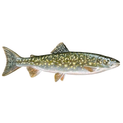 Salvelinus namaycush