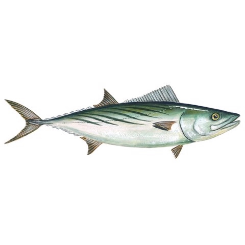 Sarda sarda 2