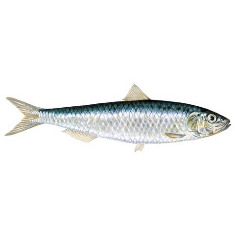 Sardina pilchardus 1