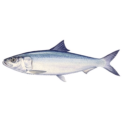 Sardinella longiceps