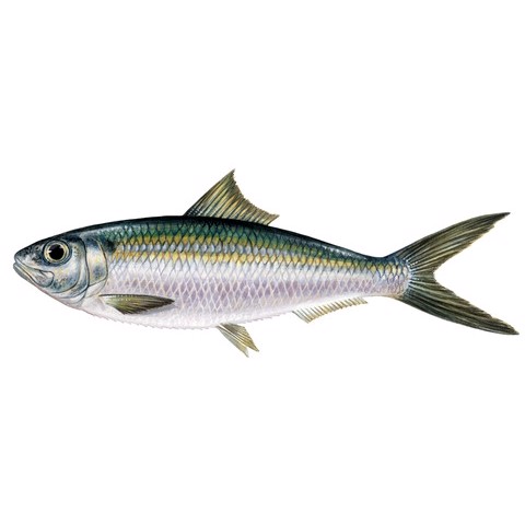 Sardinella maderensis