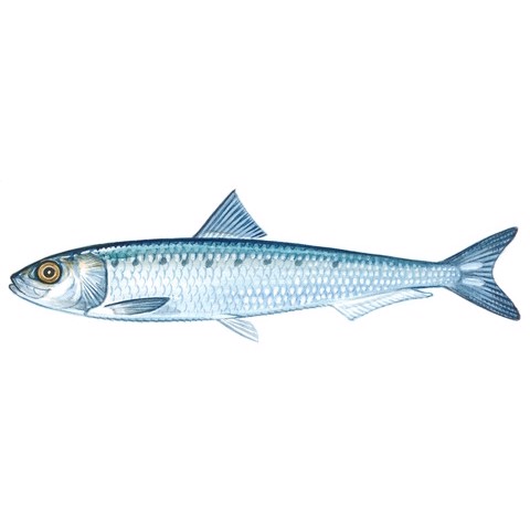Sardinops melanostictus