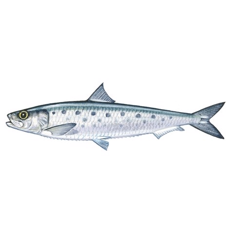 Sardinops sagax