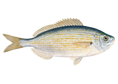 Sarpa salpa