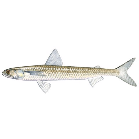 Saurida undosquamis