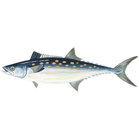 Scomberomorus maculatus 1