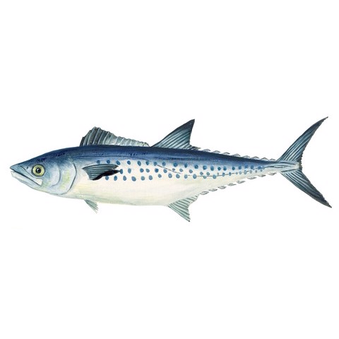 Scomberomorus tritor