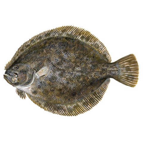 Scophthalmus rhombus 1