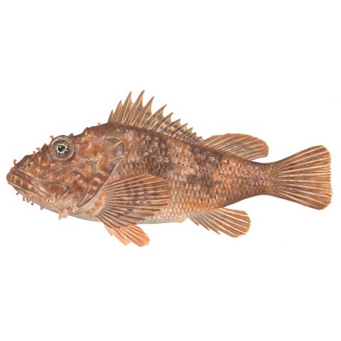 Scorpaena scrofa