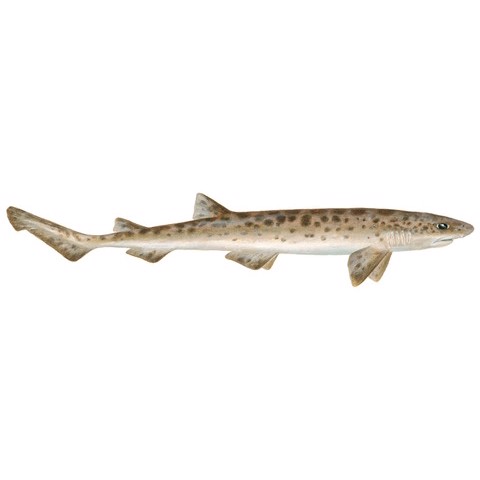 Scyliorhinus stellaris 1