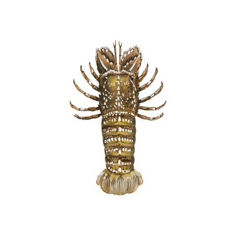 Scyllarus arctus
