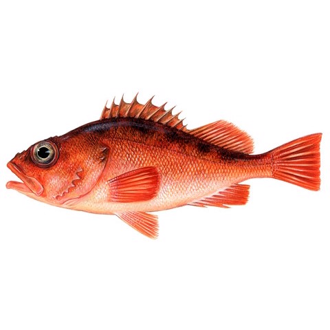 Sebastes oculatus