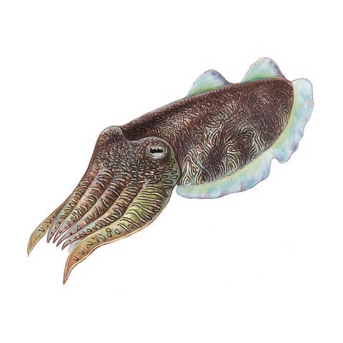Sepia apama