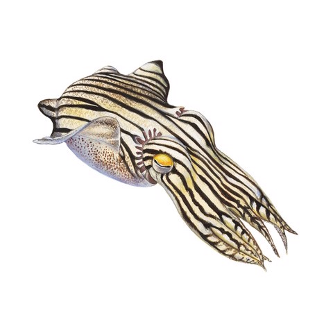 Sepioloidea lineolata