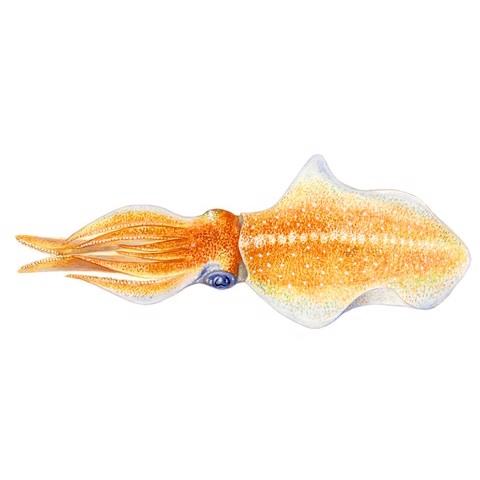 Sepioteuthis sepioidea