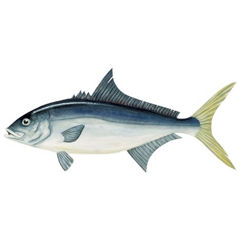 Seriola quinqueradiata 2