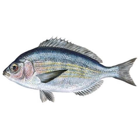 Spondyliosoma cantharus