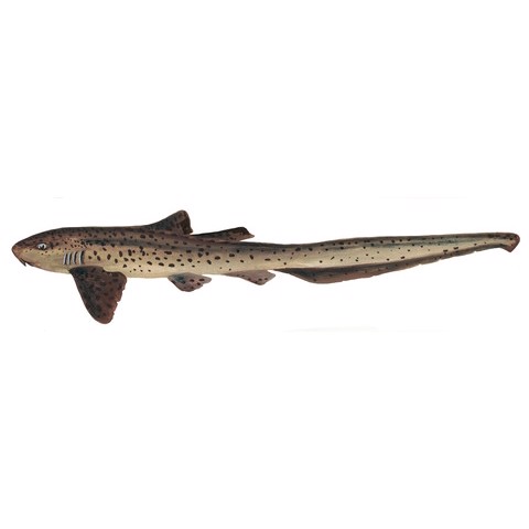 Stegostoma fasciatum